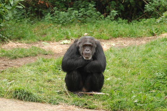 Chester_Zoo_Oct_14th_2011_075.jpg